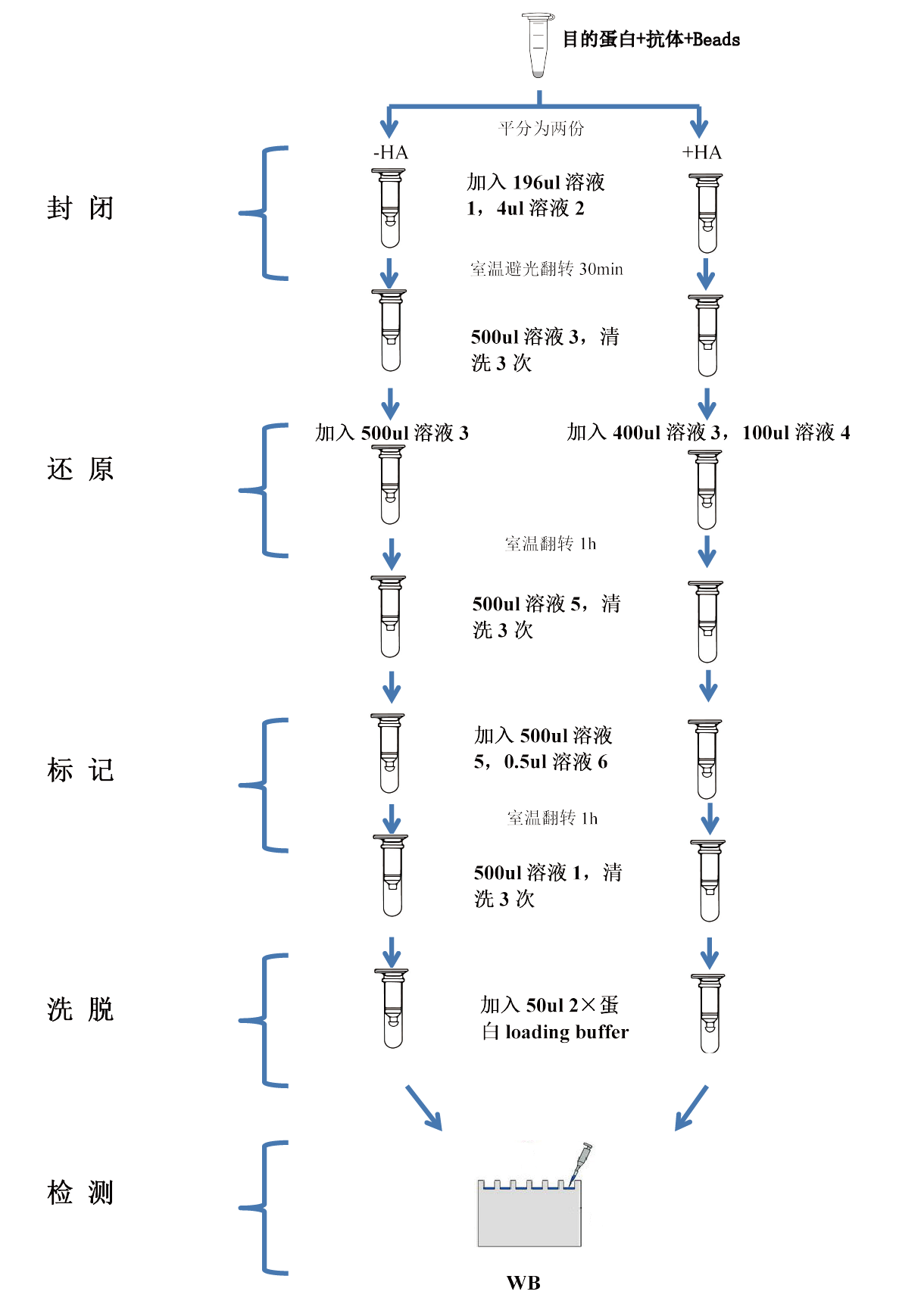 b33415fa444c132507817b59e44a2ea8_IP-ABE-WB-Palmitoylation-kit.png